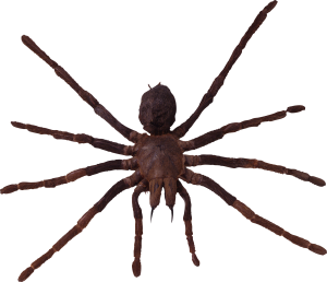 Spider PNG image-4538